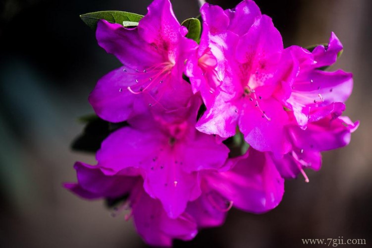 延吉市的市花是什么？