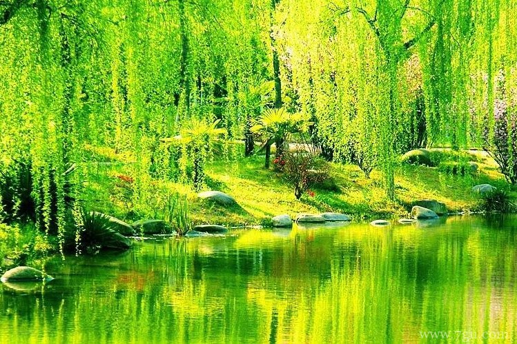 延吉市的市花是什么？