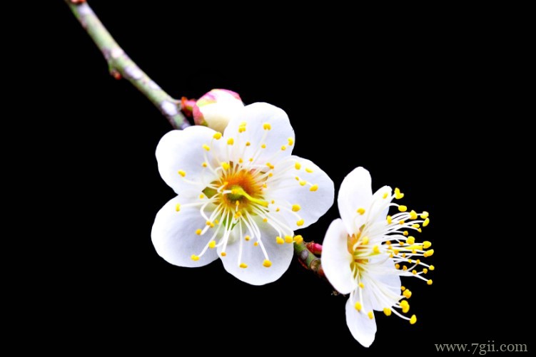 南京市的市花是什么？