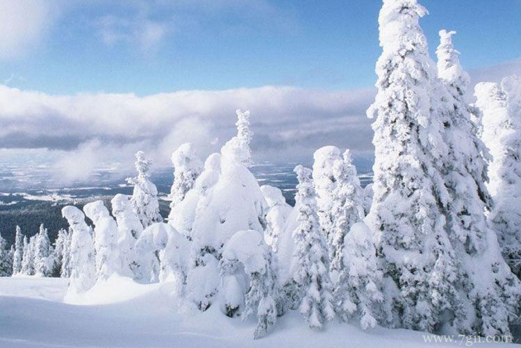 南京市的市花是什么？