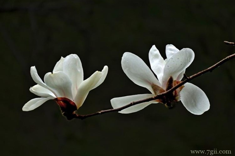 南京市适合养什么花？