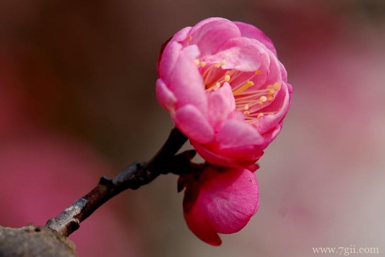 无锡市的市花是什么？