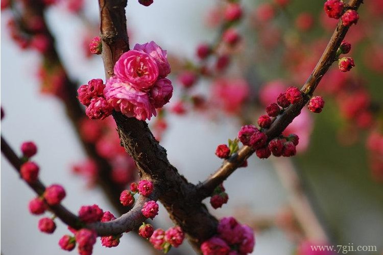 无锡市的市花是什么？