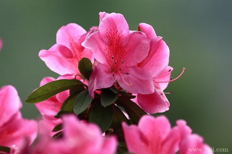 无锡市的市花是什么？