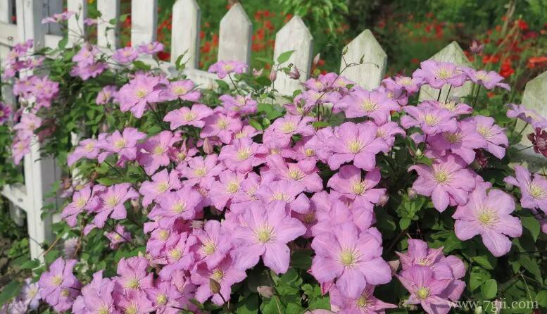 铁线莲的图片大全，铁线莲高清图片！