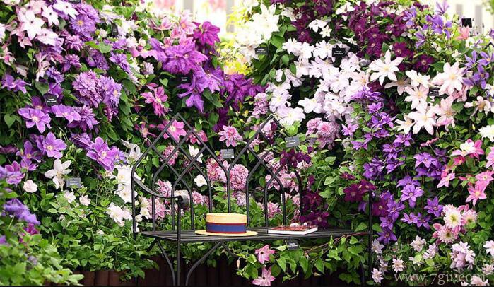 铁线莲的图片大全，铁线莲高清图片！