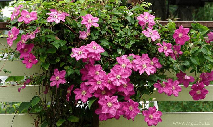 铁线莲的图片大全，铁线莲高清图片！