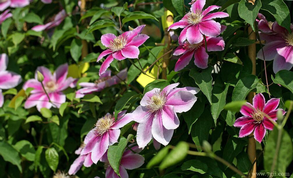 铁线莲的图片大全，铁线莲高清图片！