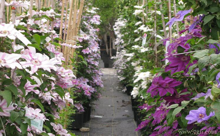 高手养的铁线莲，轻松爬满墙，太美了！