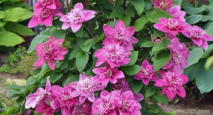 高手养的铁线莲，轻松爬满墙，太美了！