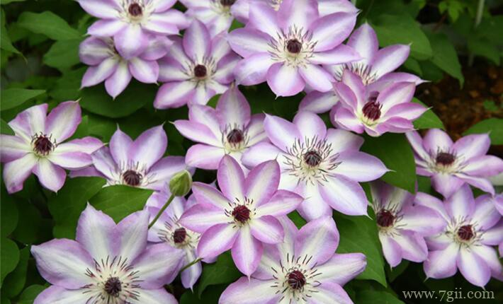 适合新手养殖的5种铁线莲，耐热好养开花多，花期长