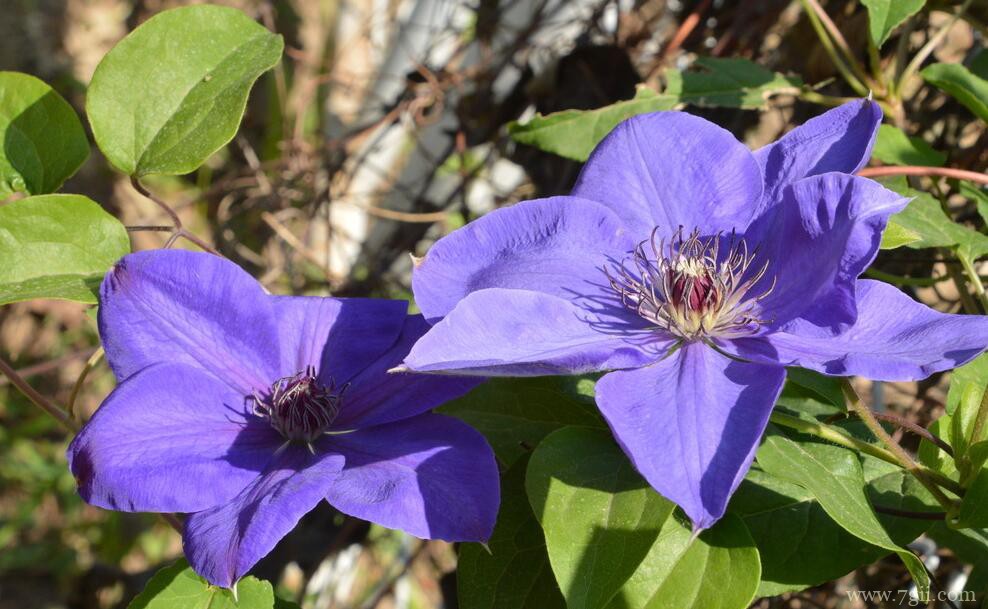 适合新手养殖的5种铁线莲，耐热好养开花多，花期长