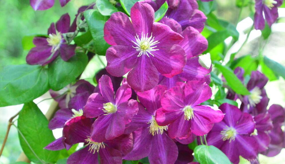 适合新手养殖的5种铁线莲，耐热好养开花多，花期长