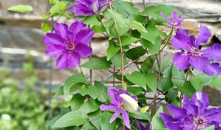 铁线莲怎么养殖？铁线莲的养殖方法和技巧