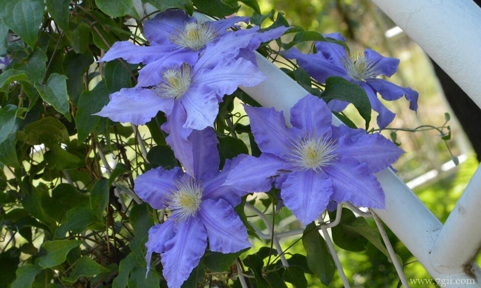 铁线莲怎么养殖？铁线莲的养殖方法和技巧