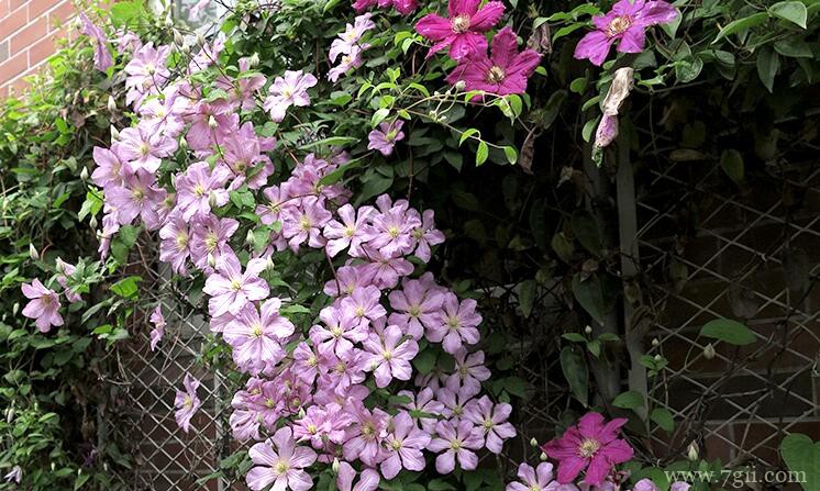 铁线莲怎么养殖？铁线莲的养殖方法和技巧