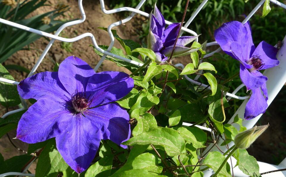 铁线莲怎么养护？铁线莲的养护技巧