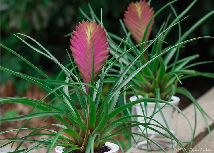 铁兰花的图片大全，铁兰花高清图片！