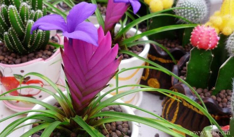 铁兰花的图片大全，铁兰花高清图片！