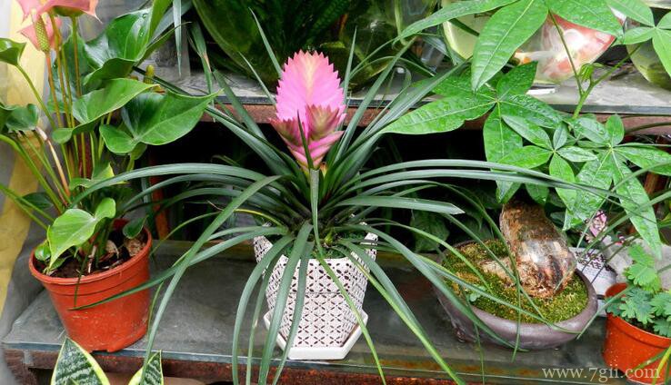 铁兰花的图片大全，铁兰花高清图片！