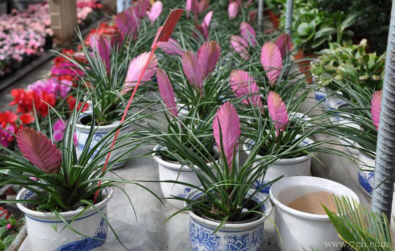 铁兰花的图片大全，铁兰花高清图片！