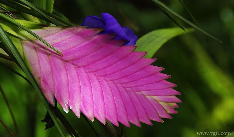 铁兰花变绿的原因