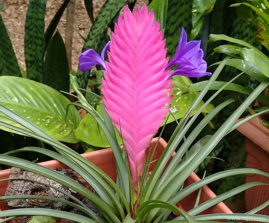 铁兰花变绿的原因