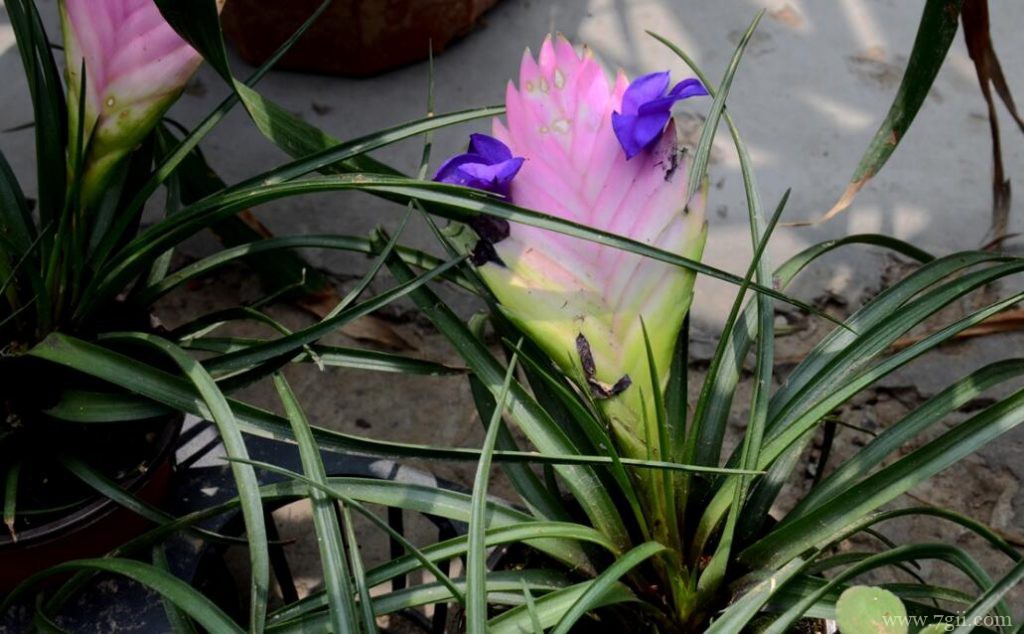 铁兰花的养殖方法