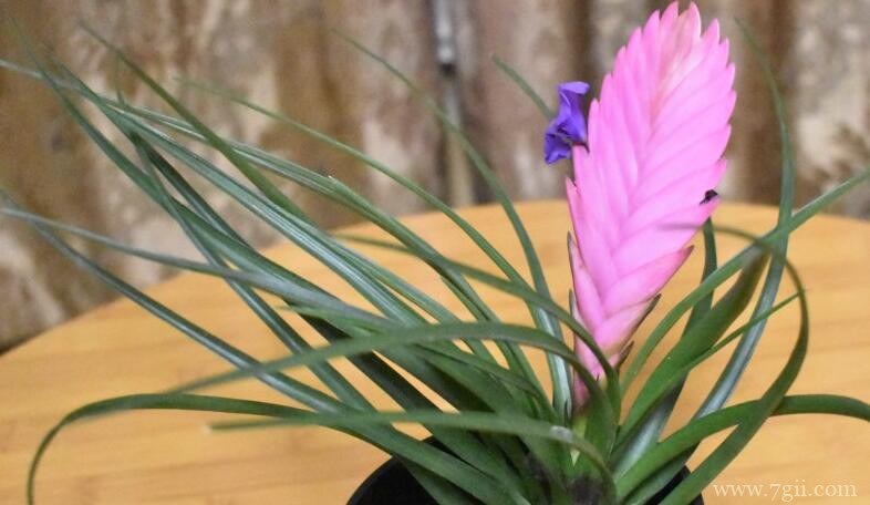 铁兰花的养殖方法