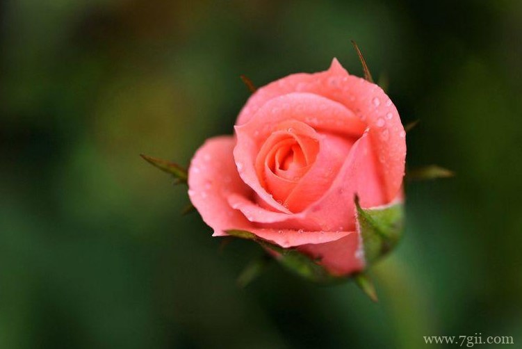 常州市的市花是什么？