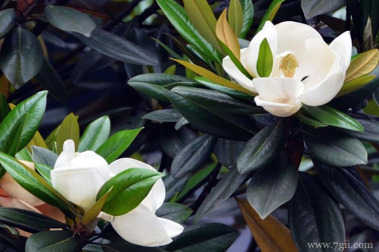 常州市的市花是什么？