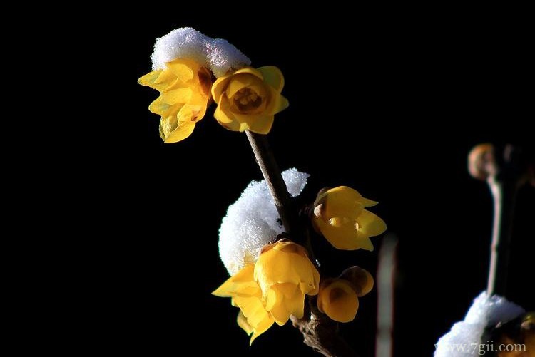 常州市适合养什么花？