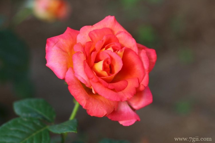 常州市适合养什么花？