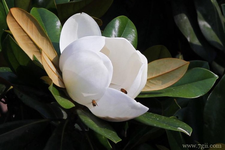 常州市适合养什么花？