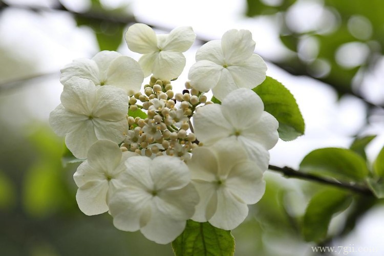 扬州市的市花是什么？