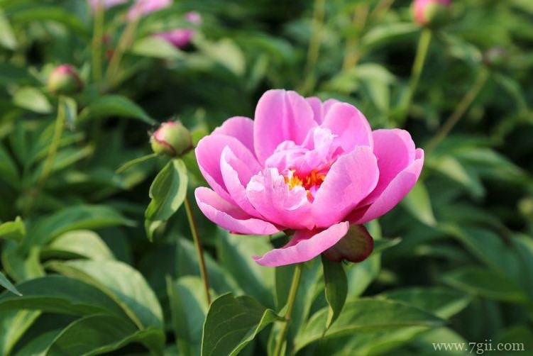 扬州市的市花是什么？