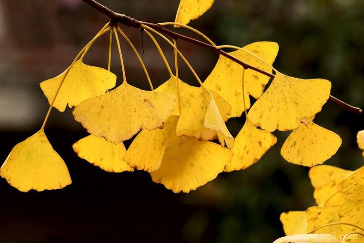 扬州市的市花是什么？