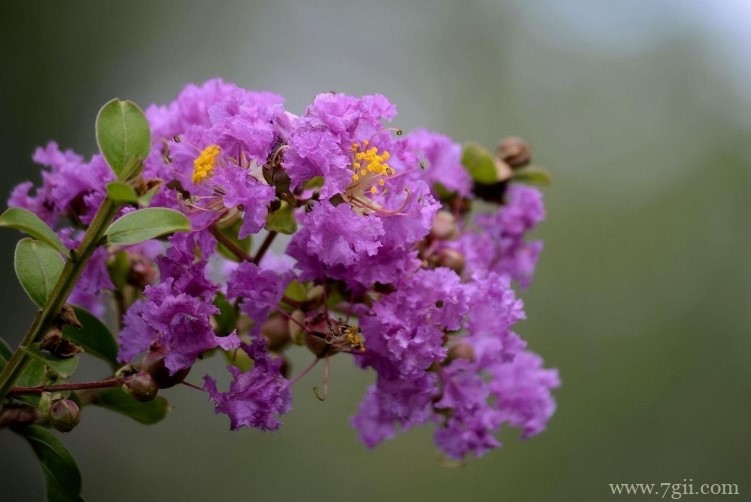徐州市的市花是什么？
