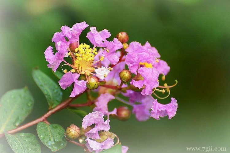 徐州市的市花是什么？