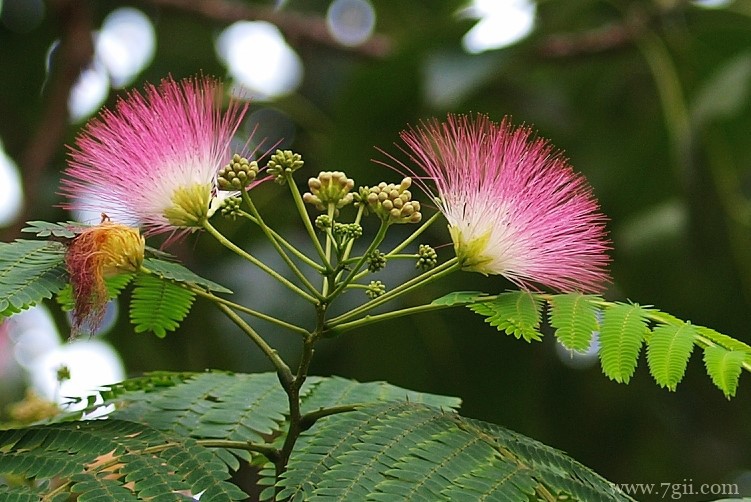 徐州市适合养什么花？
