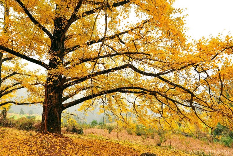 徐州市适合养什么花？