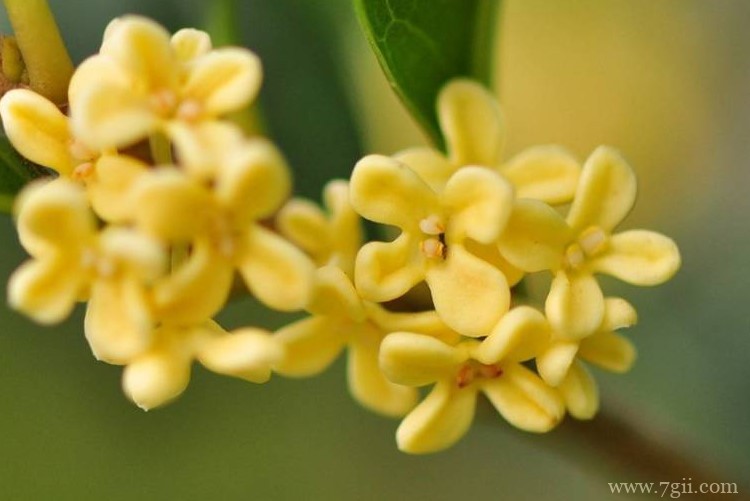 苏州市的市花是什么？