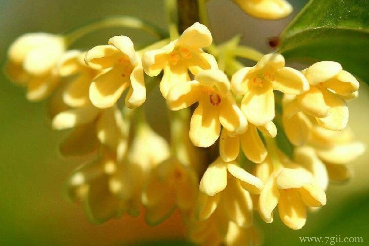 苏州市的市花是什么？