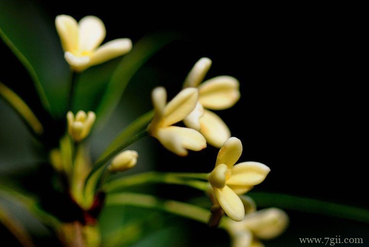 苏州市适合养什么花？