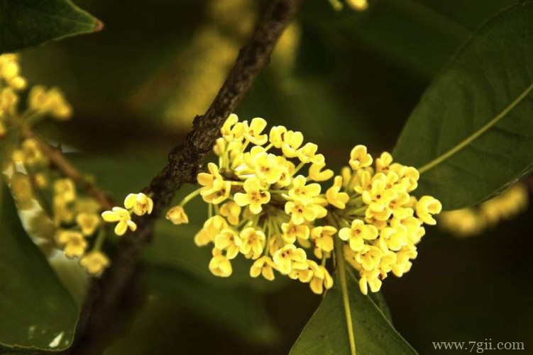 苏州市适合养什么花？