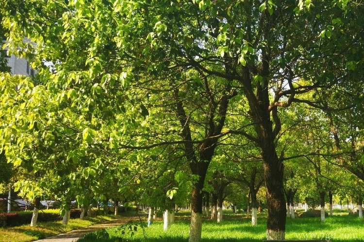 苏州市适合养什么花？