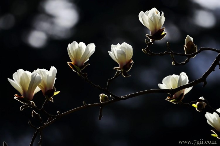 连云港市的市花是什么？