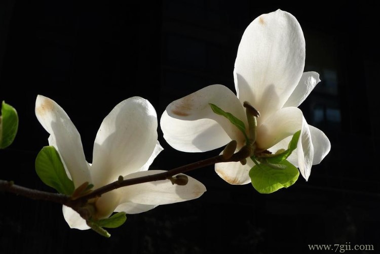 连云港市的市花是什么？