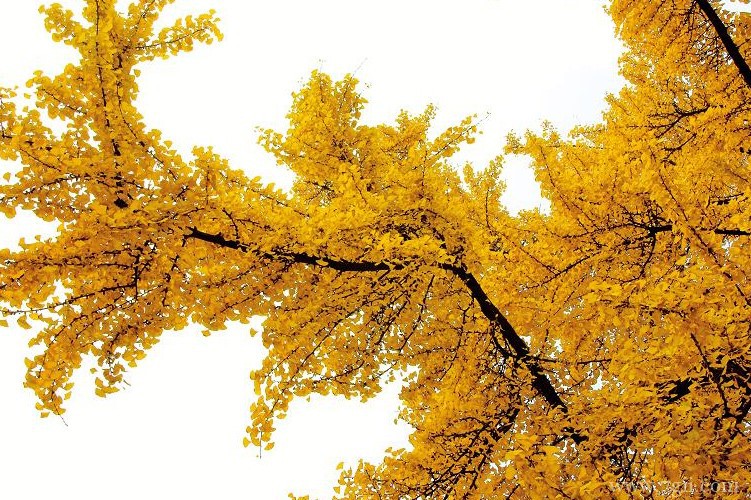 连云港市的市花是什么？