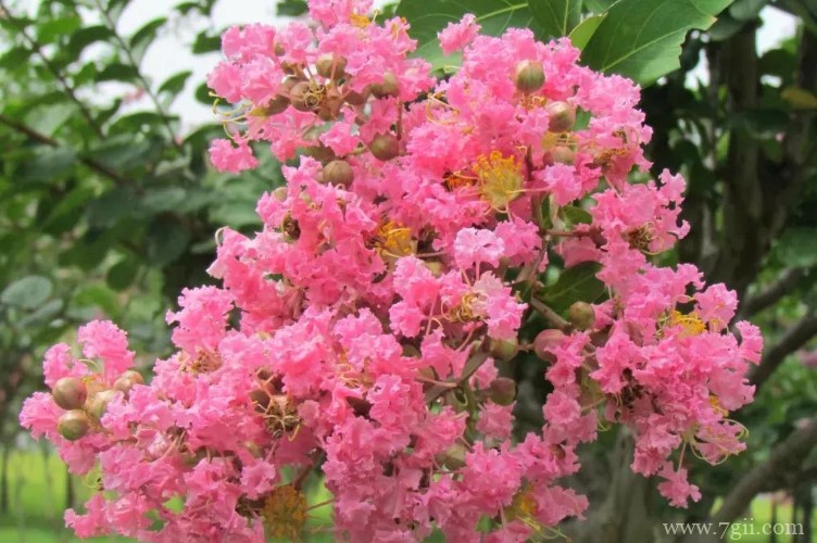 盐城市的市花是什么？